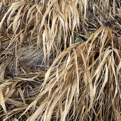 Hakone grass fiber collected for papermaking