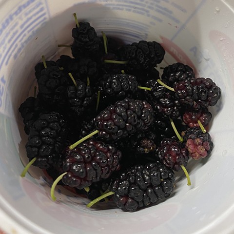 Mulberries collected for ink making