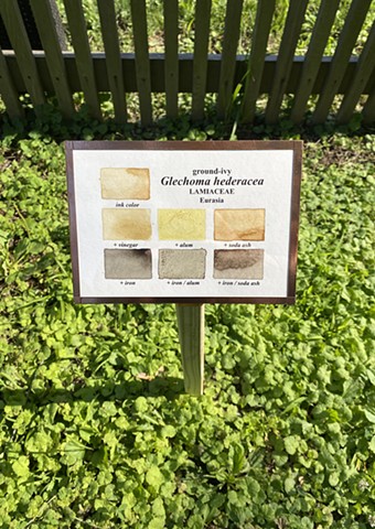 Ground-Ivy Botanical Ink Sample Marker
