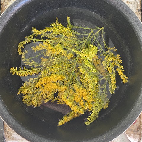 In a small saucepan, add just enough water to cover the goldenrod flowers