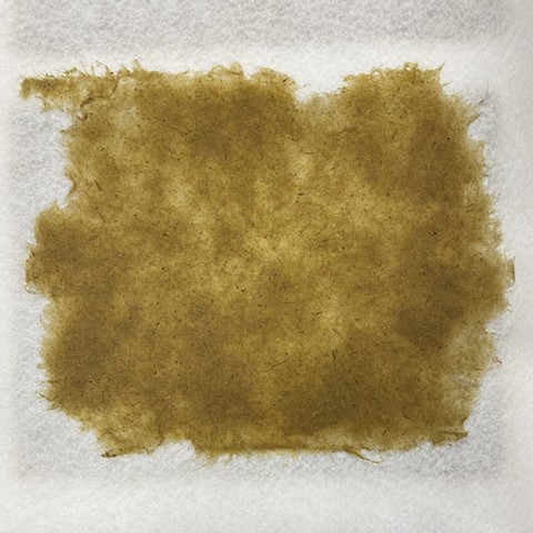 First sheet of paper made with 100% Hakone grass fiber (before drying)