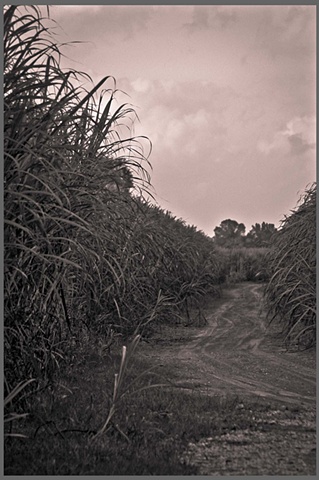 Sugarcane Fields