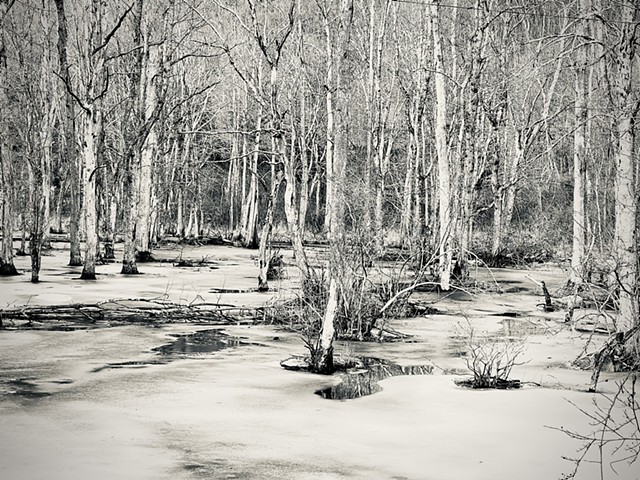 Winter Swamp