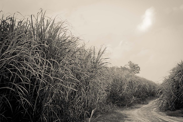 Sugar Cane Fields 2