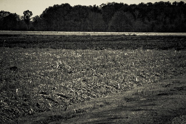Harvested Sugar Cane Field