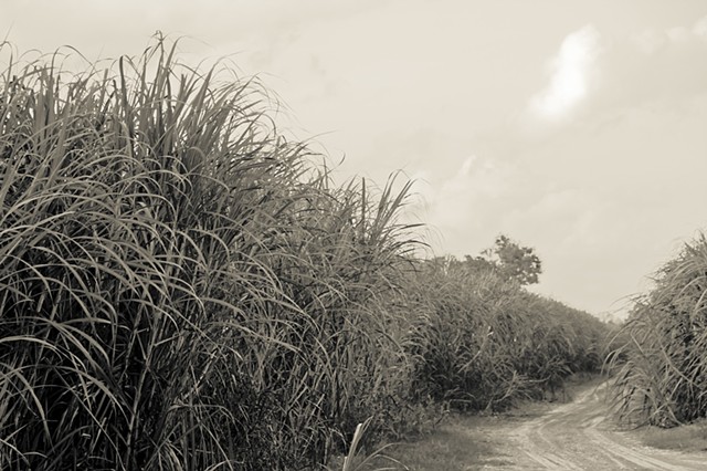 Sugar Cane Fields in Fall