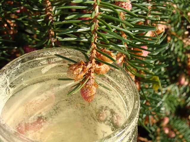 Pine Pollen, Pine Photostock 