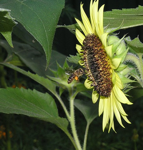 sunflowers, bumble bees