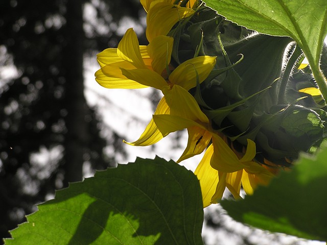 fine art photography, seasonal photography, sunflowers, 