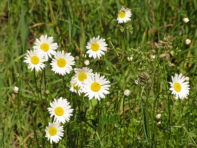 Just Daisies