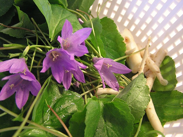 Creeping Bell Flower, Wild Pantry, Food Under Foot, Edible WeedsWild Pantry, Edible Weeds, Food Under Foot, Organic, Ancient Wisdom