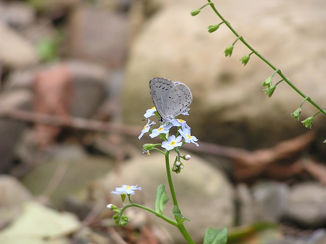 karner blue butterfly, sheila kalkbrenner photography