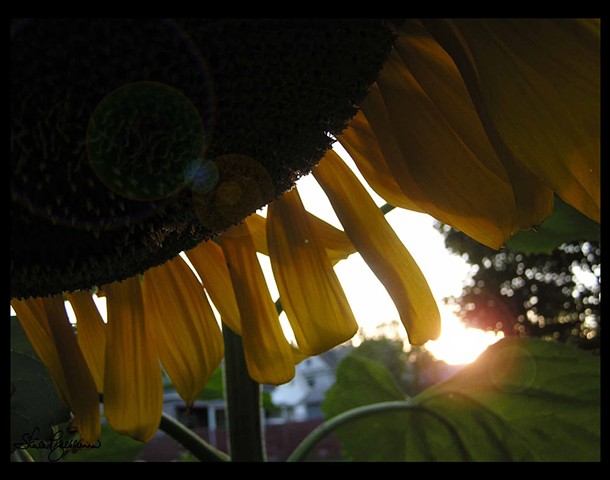 Solstice Sunflower