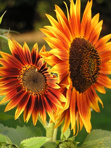 sunflowers, sheilalynnkart, sheila kalkbrenner photography