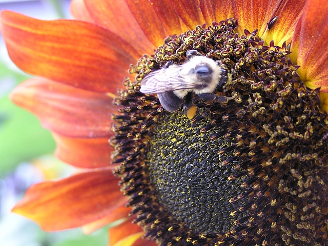bees, sunflowers, sheila kalkbrenner photography