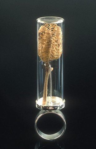 Smulovitz Herbarium Specimen Rings Hemerocallis fulva