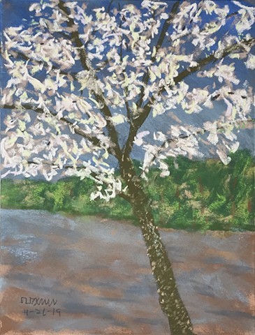 A dogwood tree on the banks of the Wabash River in Harmonie State Park
