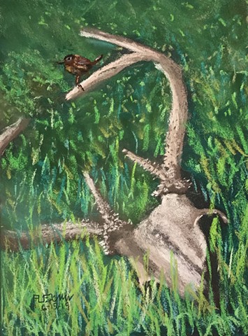 Wren perched on the antler of a deer skull