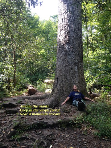 Big Tree Haiga