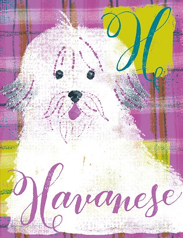 H is for Havanese