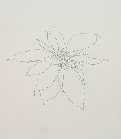 Study for Pointsettia drawing (in color)