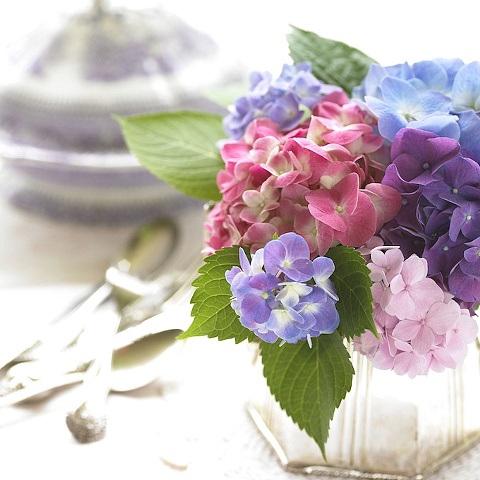 Southern Living 1001 Ways to Cook Southern purple and pink hydrangeas in silver container