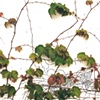 Topography of Ivy
