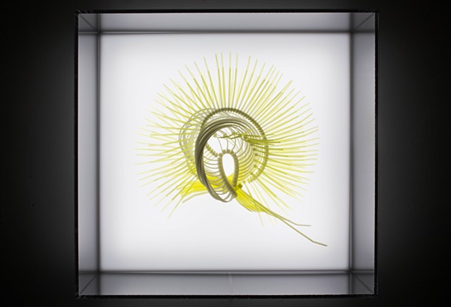 Acquisition de l'oeuvre Strongylocentrotus