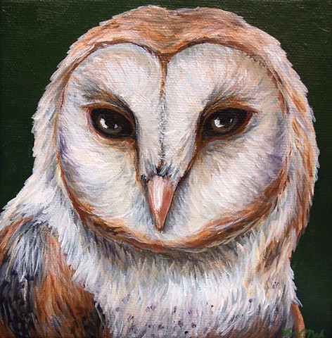 Barn Owl portrait #2