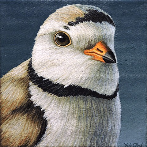 Piping Plover portrait 