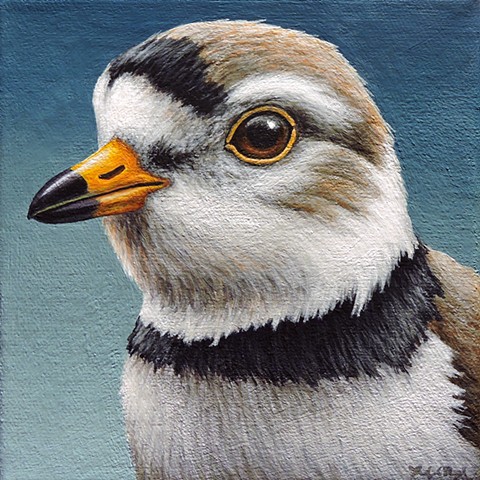 Piping Plover portrait #3