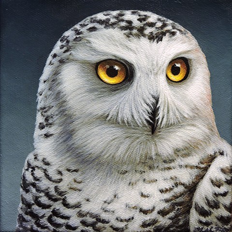Snowy Owl portrait #3