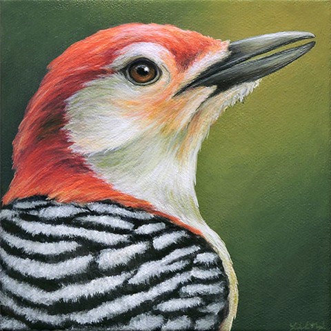 Red-bellied Woodpecker portrait