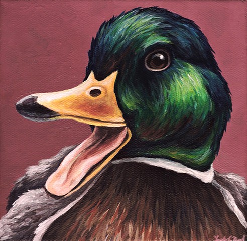 Mallard Duck portrait 