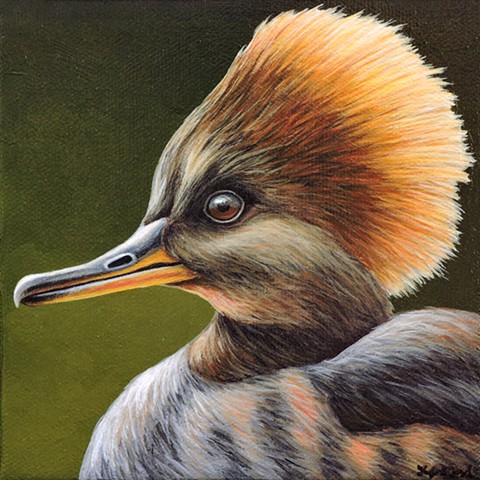 Hooded Merganser portrait #2