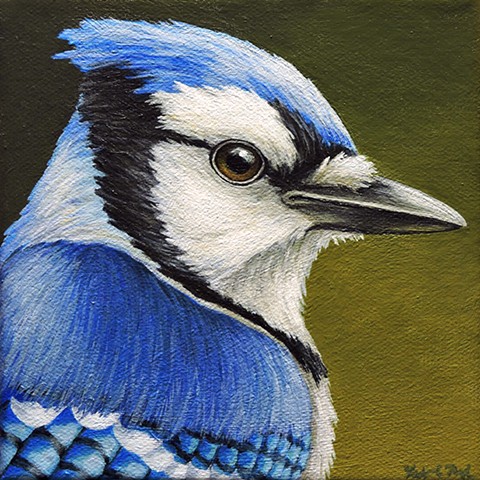 Blue Jay portrait #10