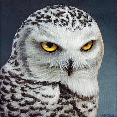 Snowy Owl portrait #4