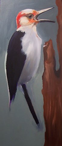 Red-bellied Woodpecker (step 3)