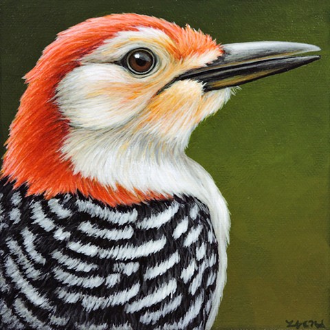 Red Bellied Woodpecker portrait #2
