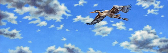 Great Blue Heron- Soar