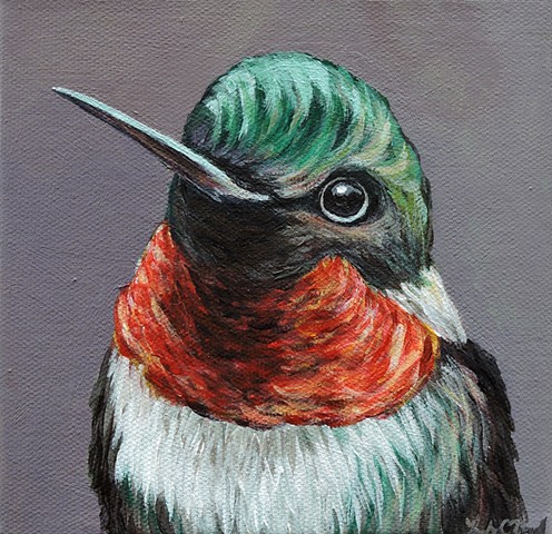 Ruby-Throated Hummingbird portrait 