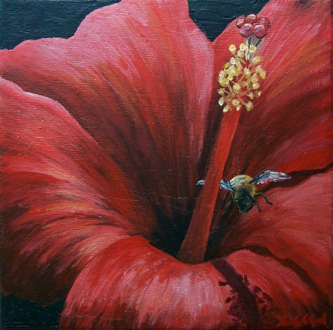 Bee and Red Hibiscus