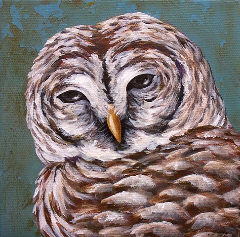 Barred Owl portrait #1