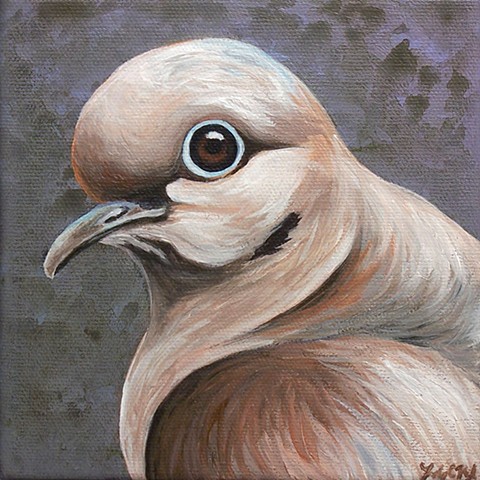 Mourning Dove portrait #1