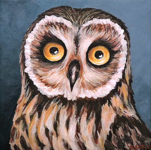 Short-Eared Owl portrait 