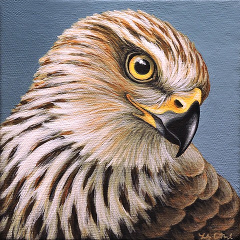 Cooper's Hawk portrait #2