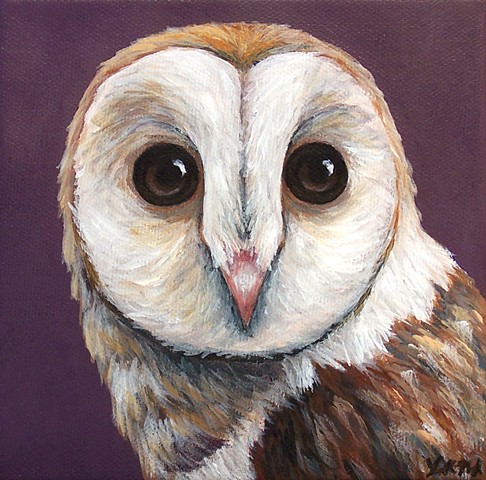 Barn Owl portrait