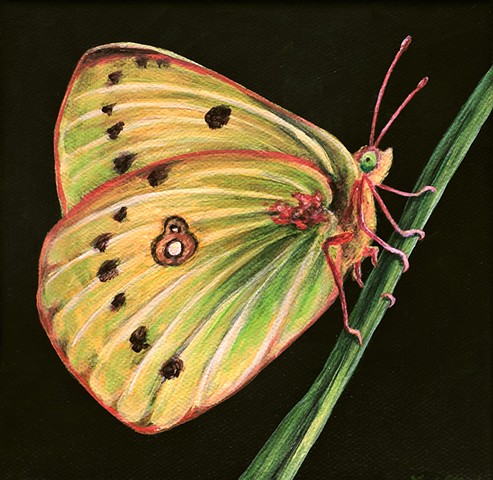 Orange Sulphur butterfly 