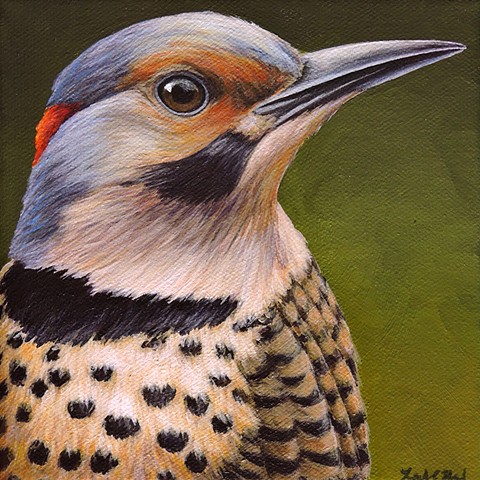 Yellow-shafted Flicker portrait 