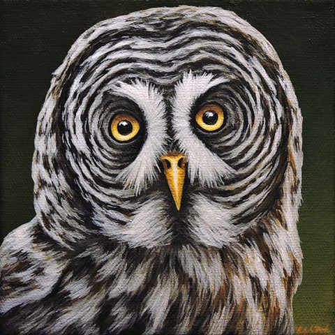Great Gray Owl portrait #2